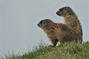 62 Marmotte in uscita pomeridiana